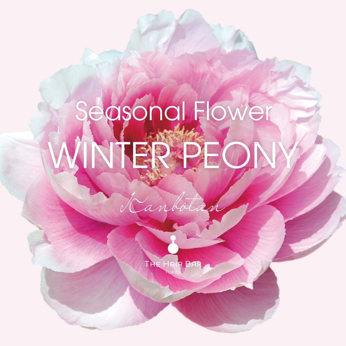 Seasonal Flower WINTER PEONY | THE HAIR BAR TOKYO