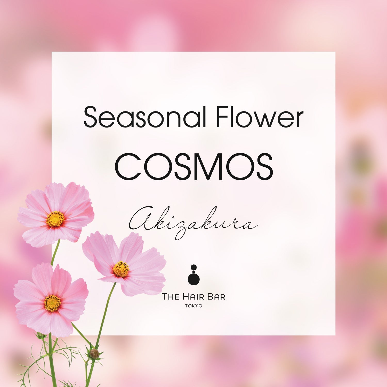 Seasonal Flower COSMOS