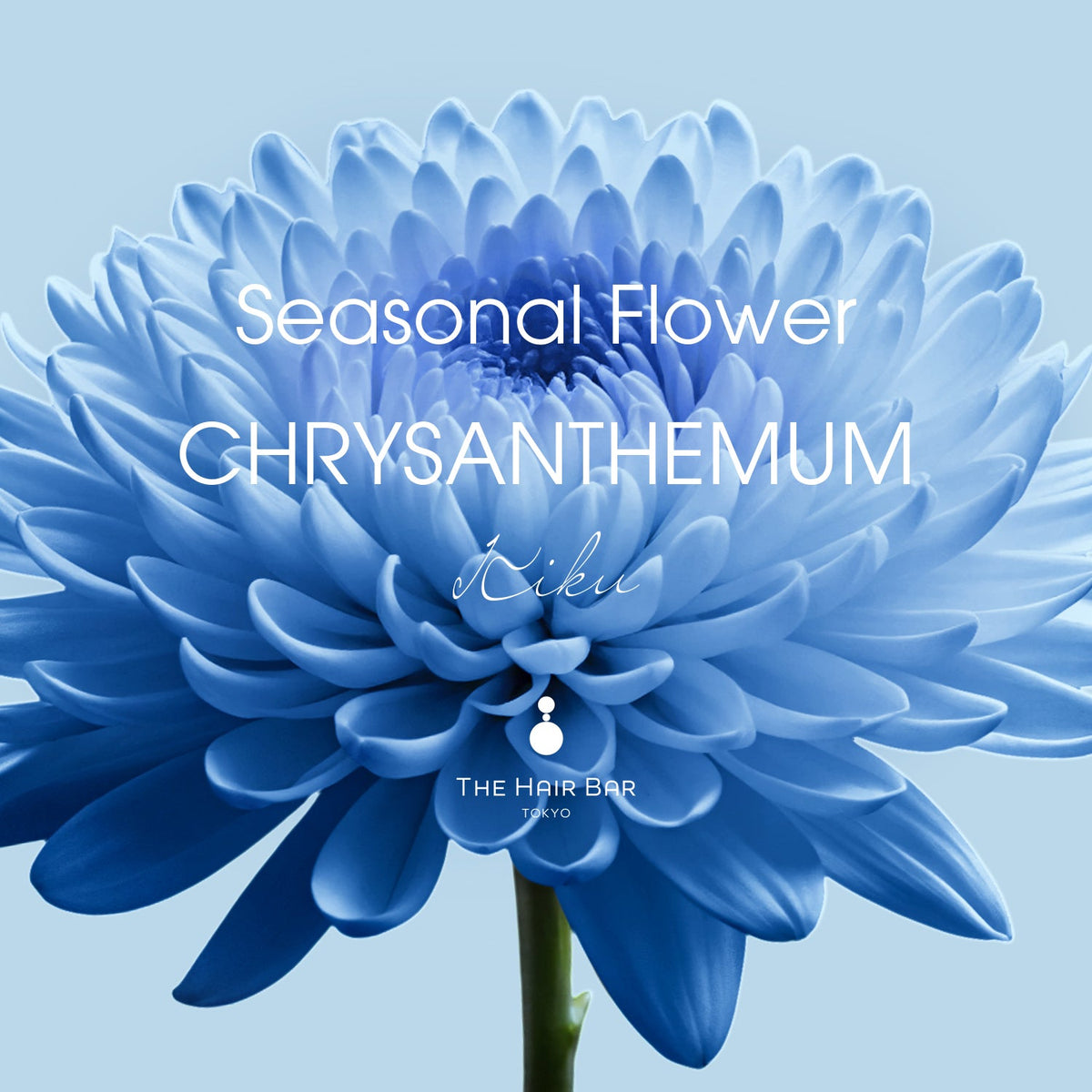 コレットマルーフ　シーズンフラワーシリーズ　菊 コレットマルーフ シーズンフラワーシリーズ 菊