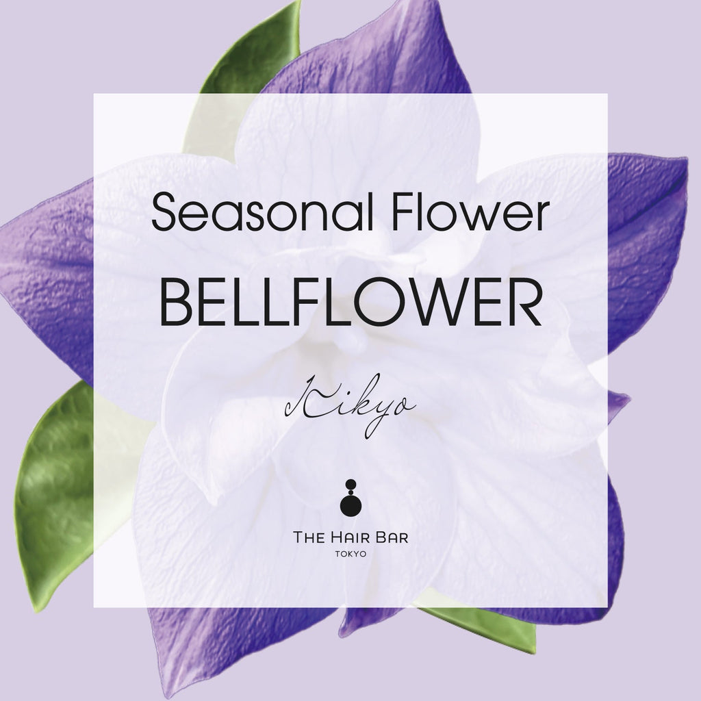 Seasonal Flower BELLFLOWER