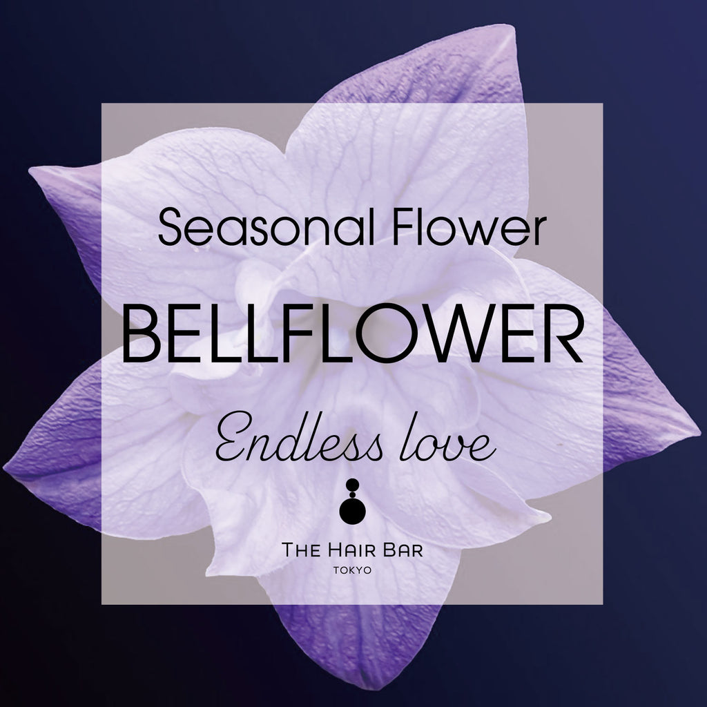 Seasonal Flower Bellflower