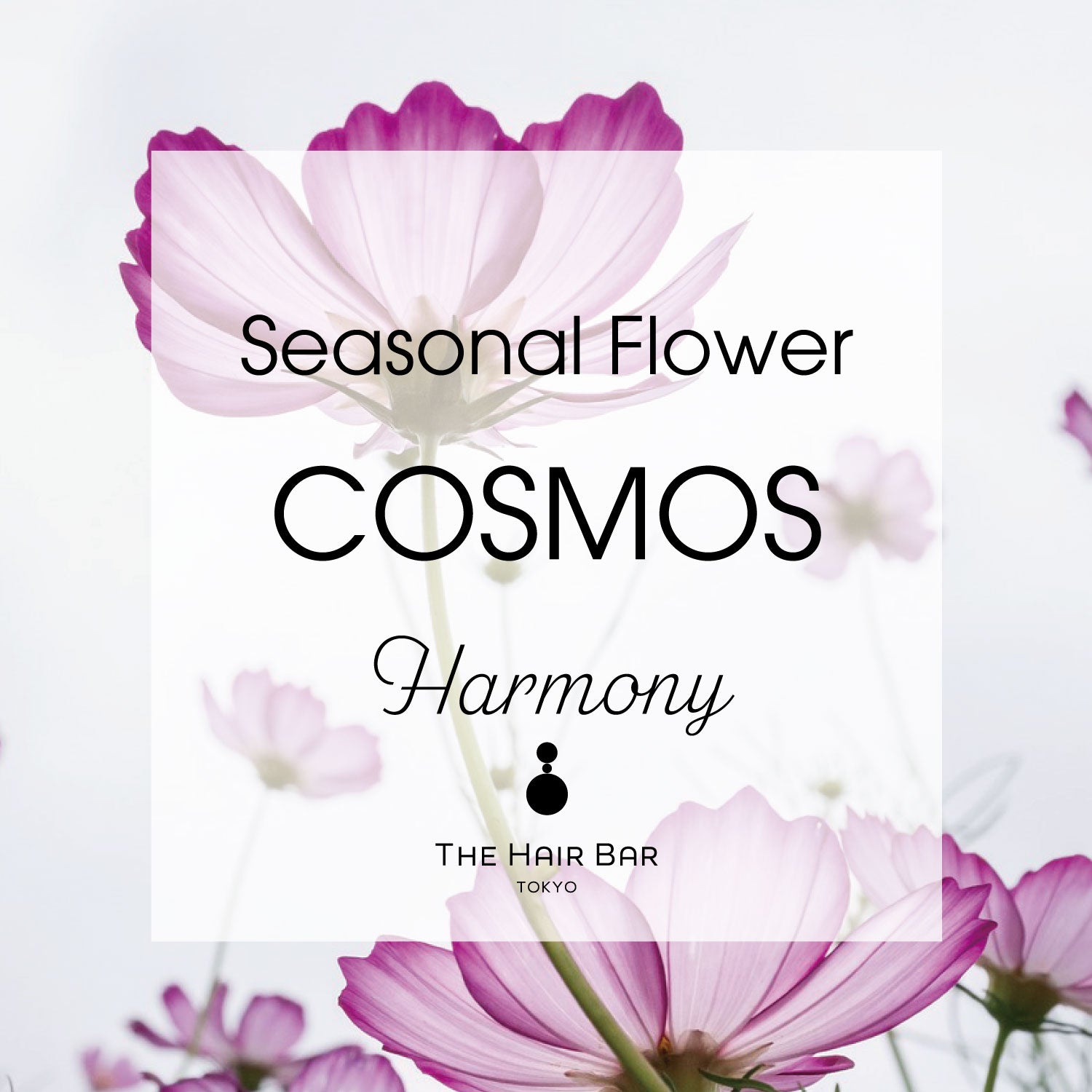 Seasonal Flower Cosmos