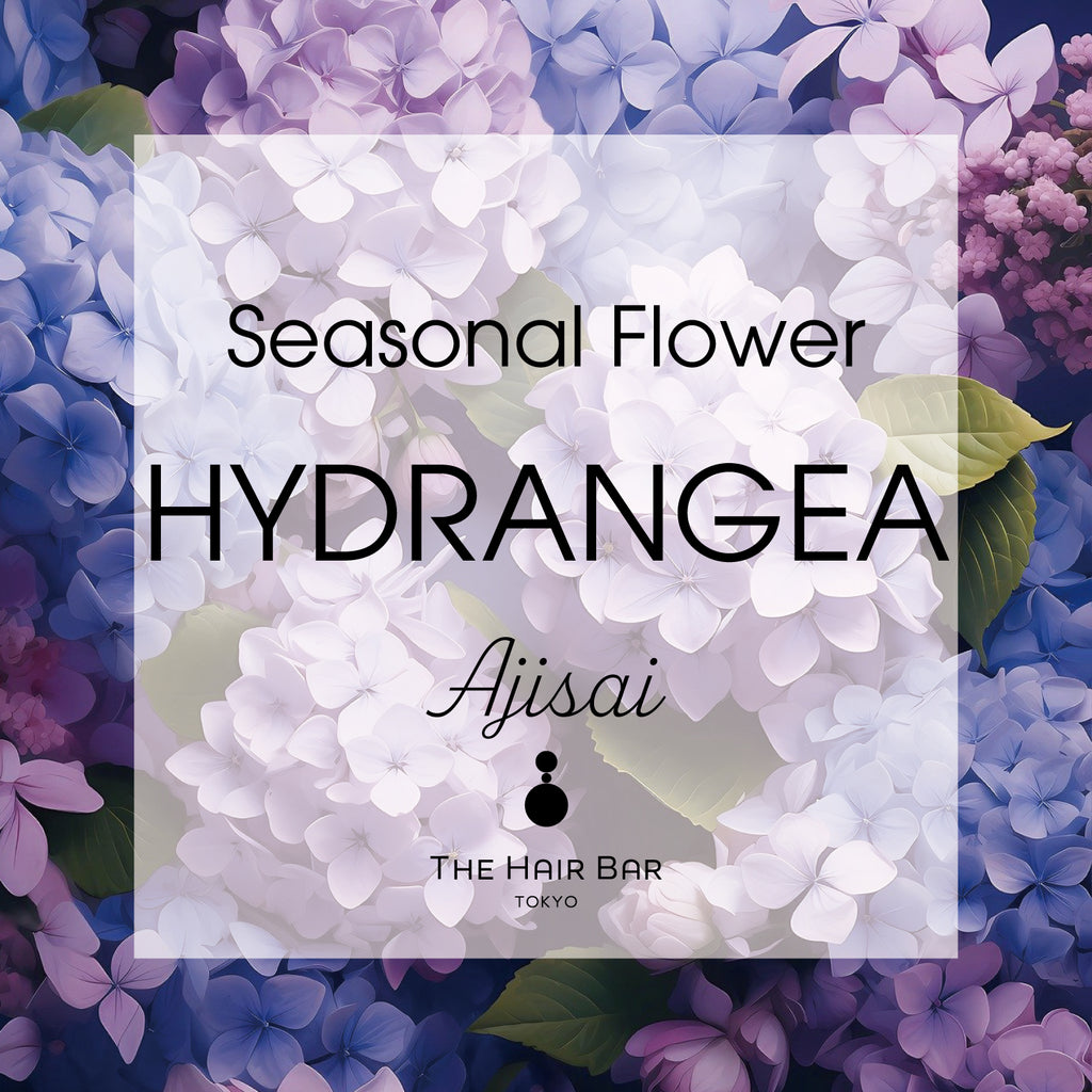 Seasonal Flower Hydrangea