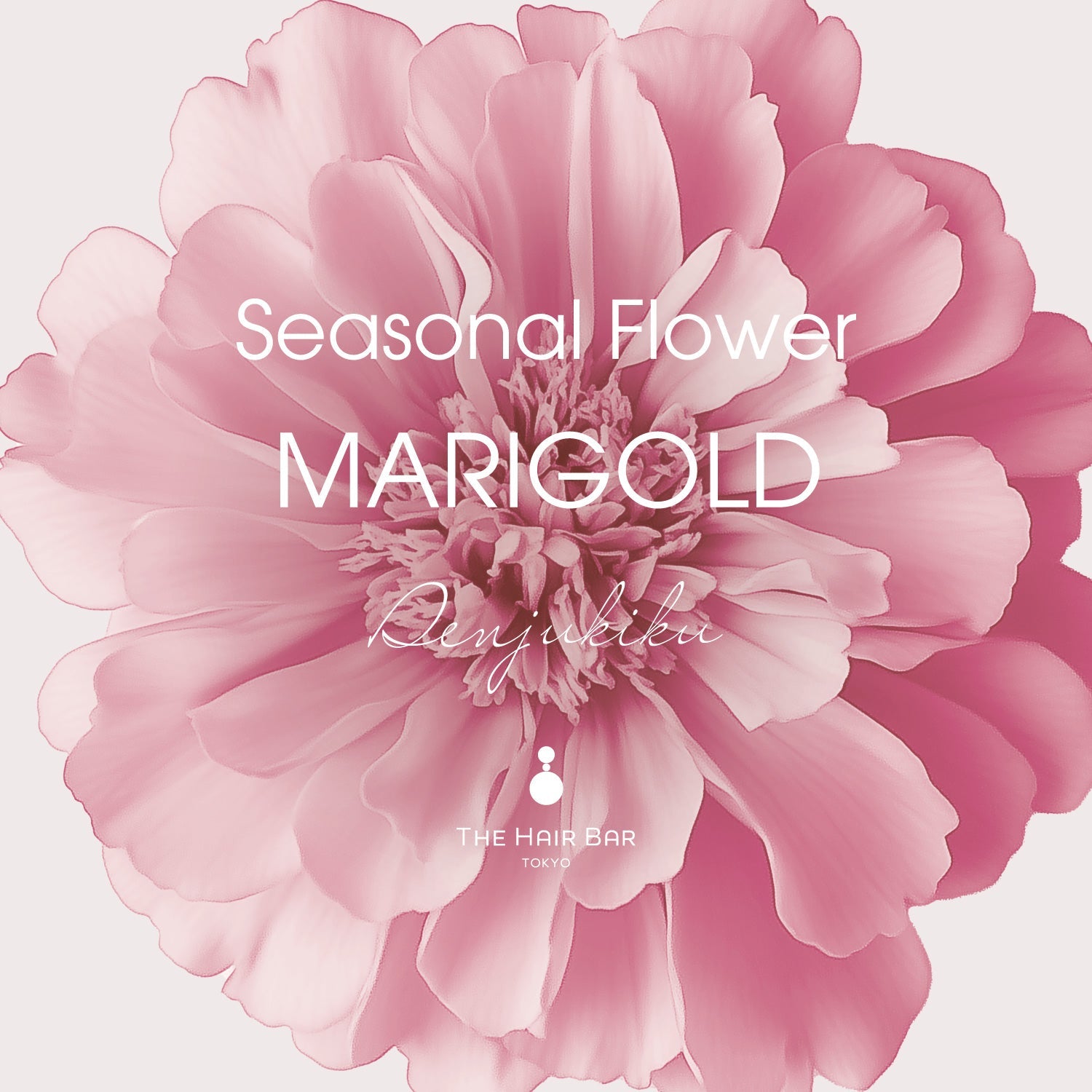 Seasonal Flower MARIGOLD
