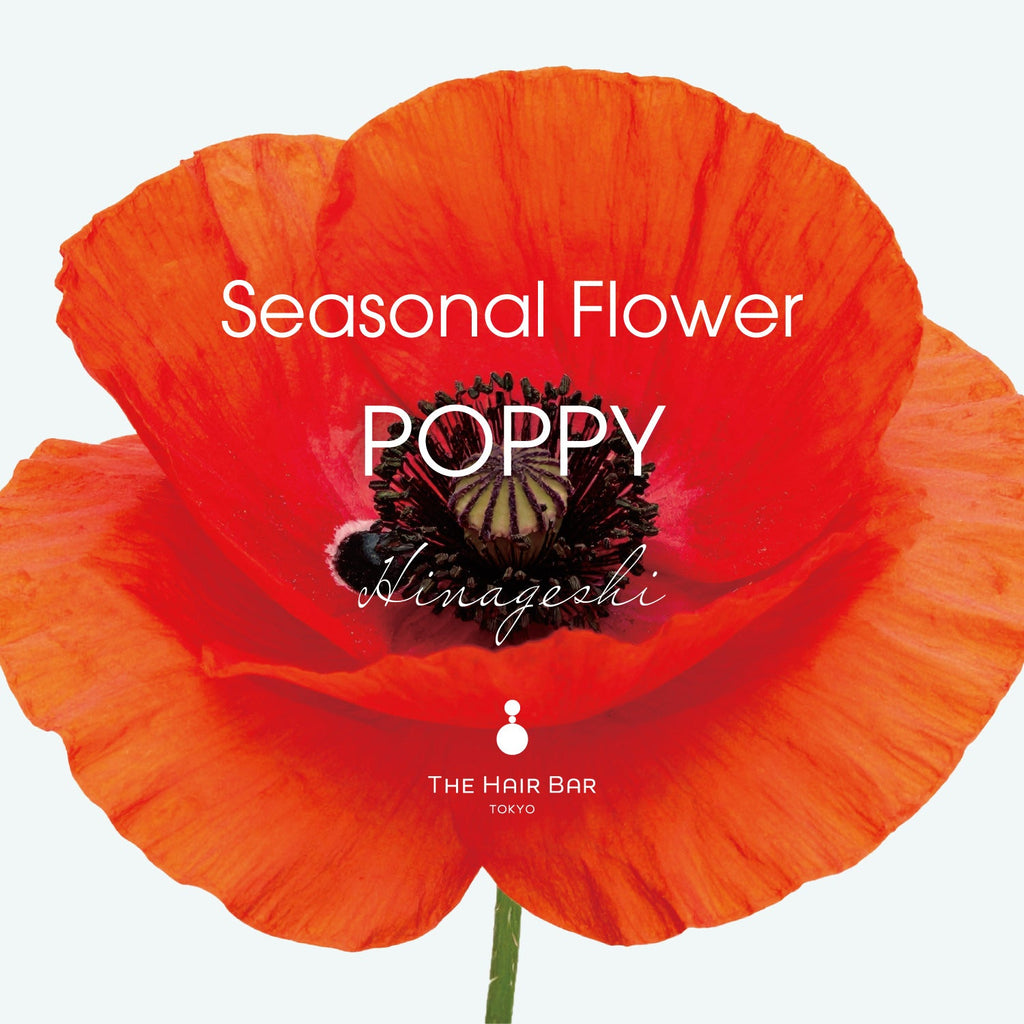 Seasonal Flower Poppy