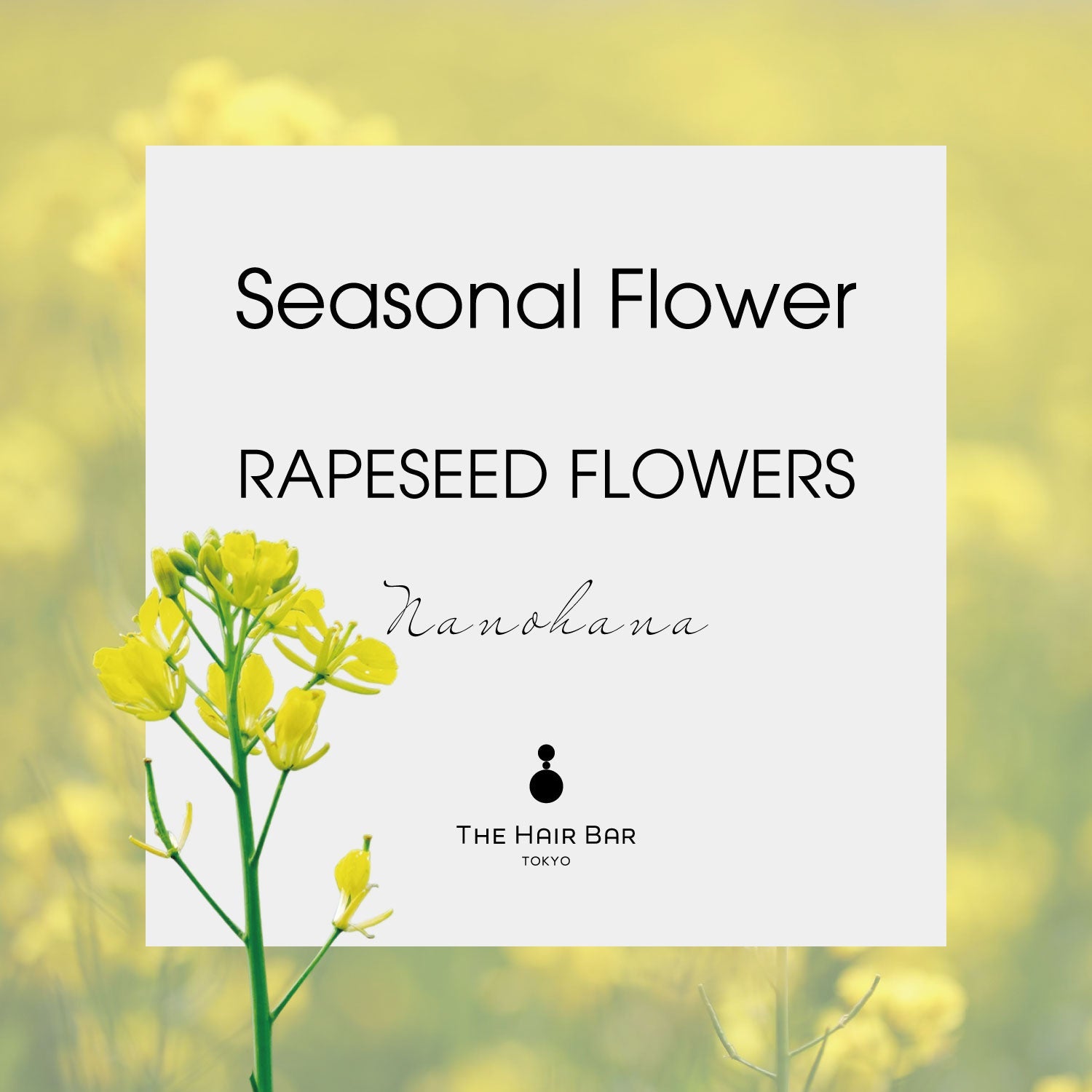 Seasonal Flower Rapeseed flowers