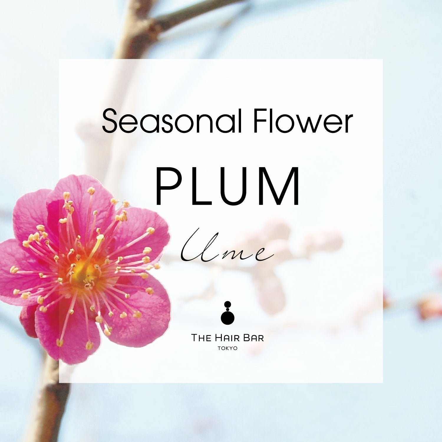 Seasonal Flower PLUM