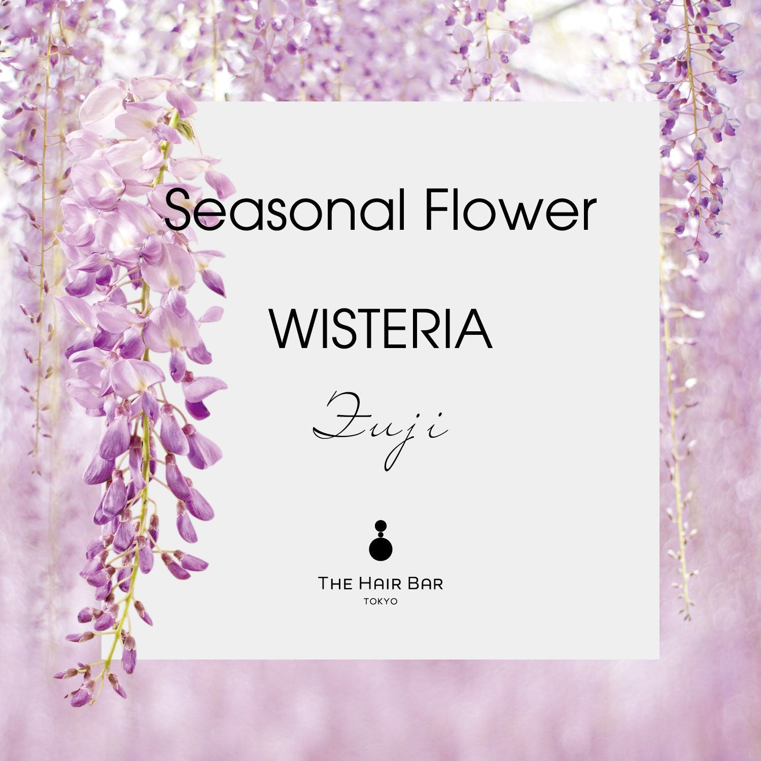 Seasonal Flower WISTERIA